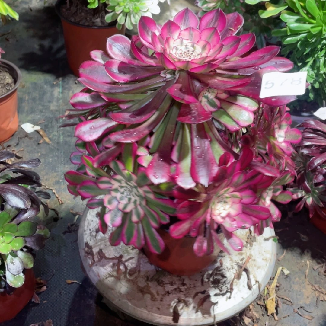 多肉植物红铜超白578