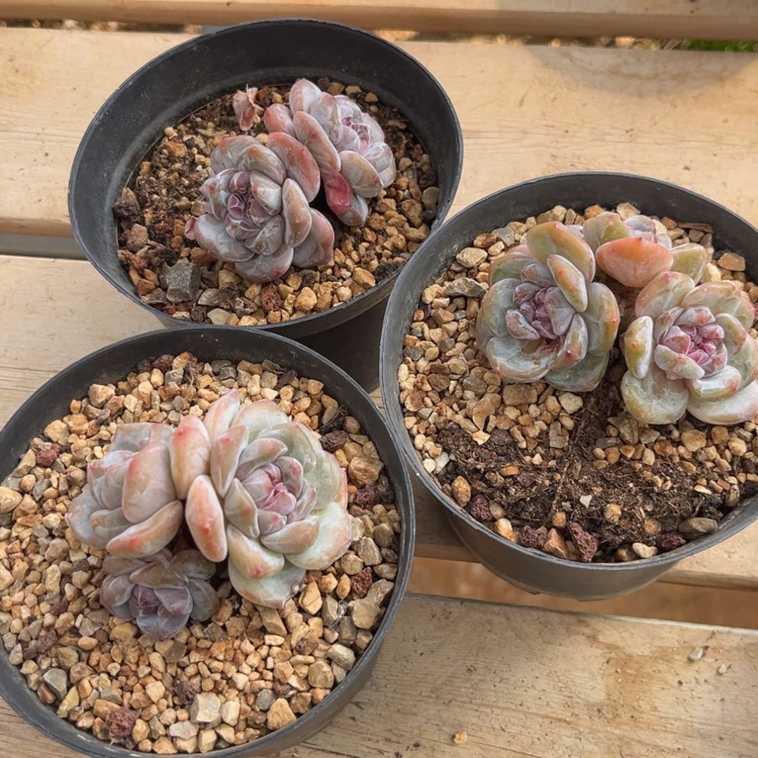 铲屎官专拍哈哈哈哈哈