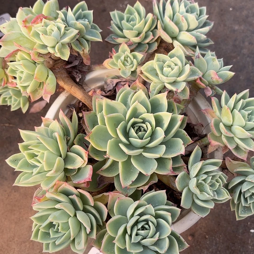 同温层多肉103三色堇