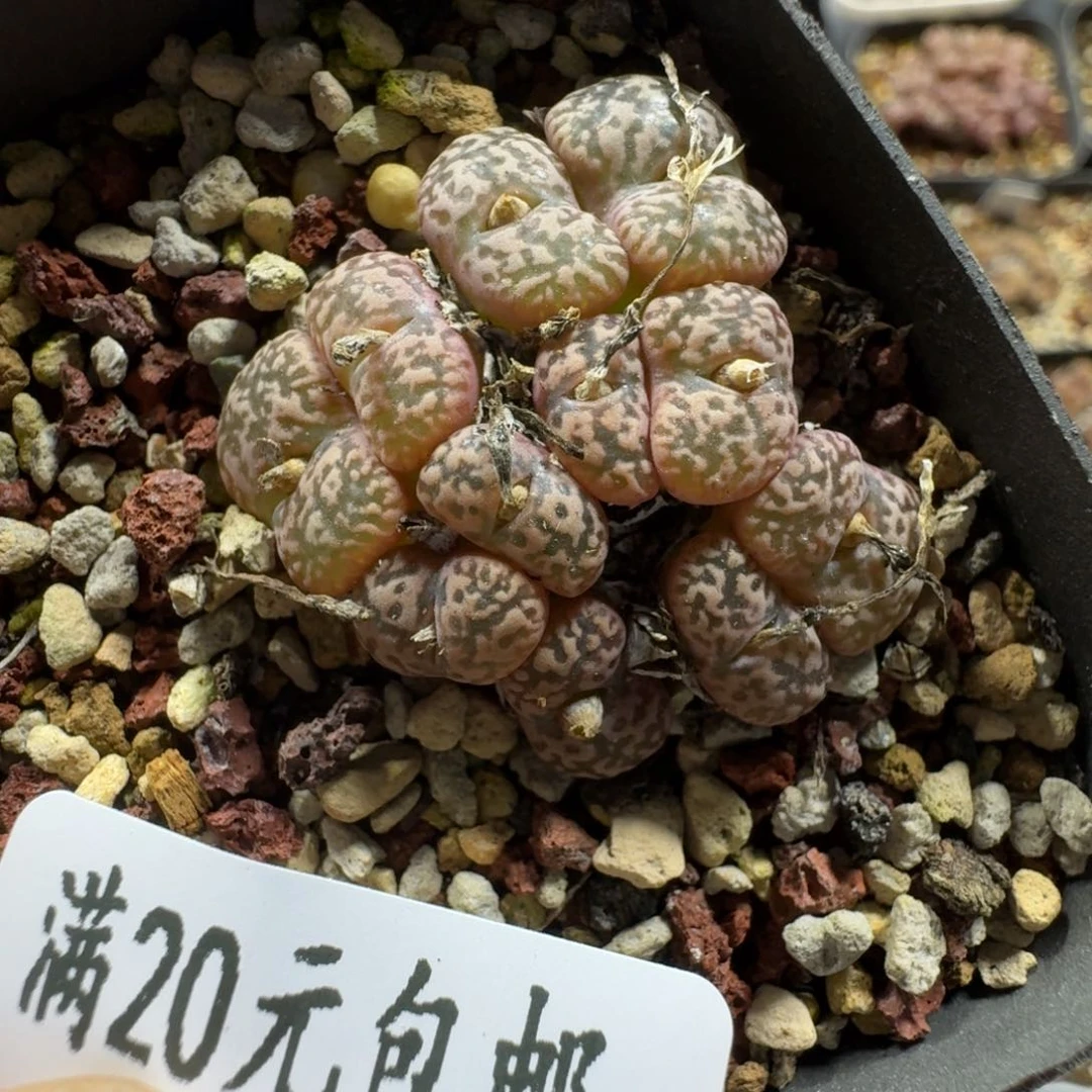 3415。鸟哈尼一群。脱土发货