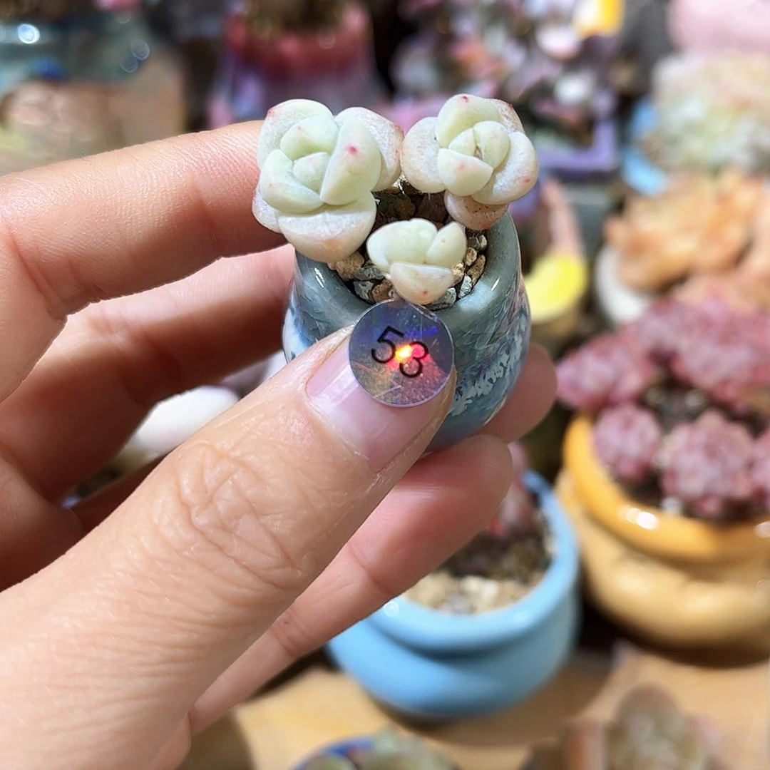 木*53 多肉含盆土30元包邮除偏远