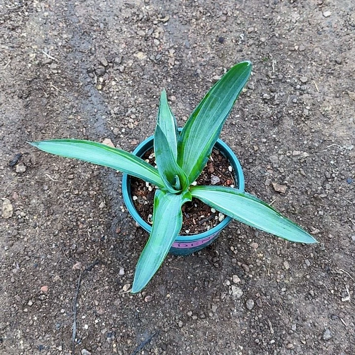 完全开放块银裸根小苗