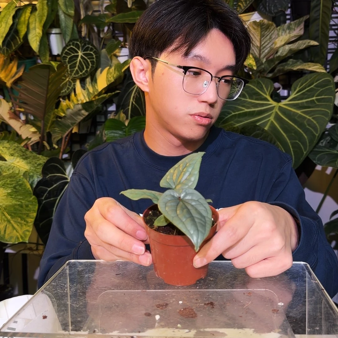 完全开放U59籽播奢华