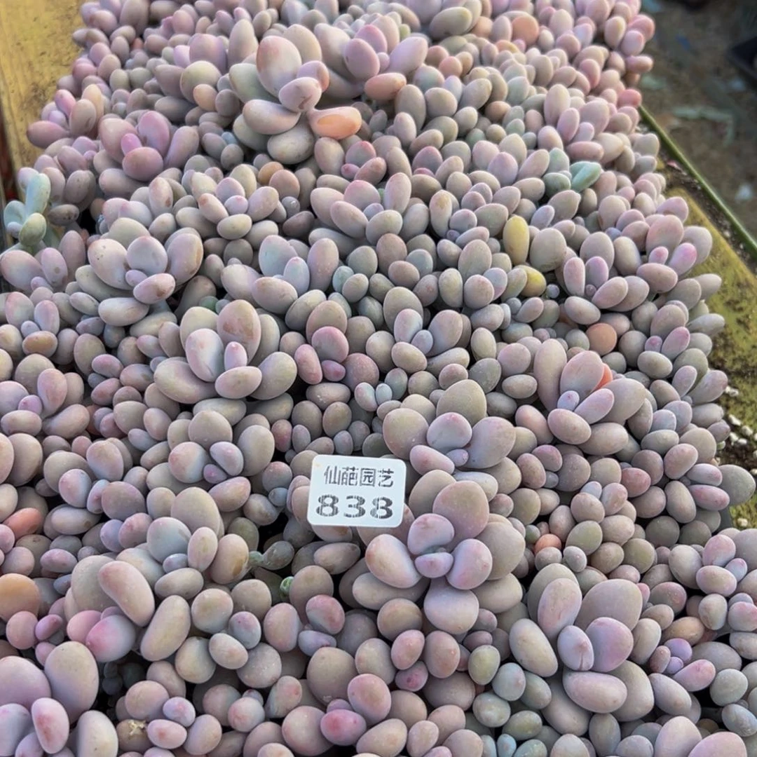 838点点滴滴点点滴滴