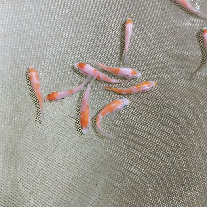 锦鲤锦鲤，锦鲤鱼的故事