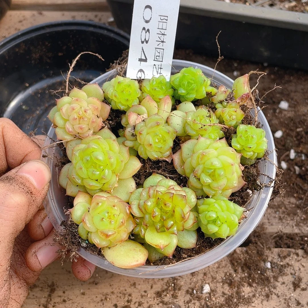 多肉植物多肉植物846