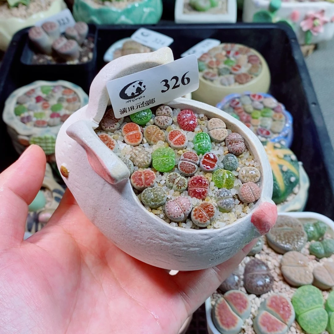 生石花花花花花326