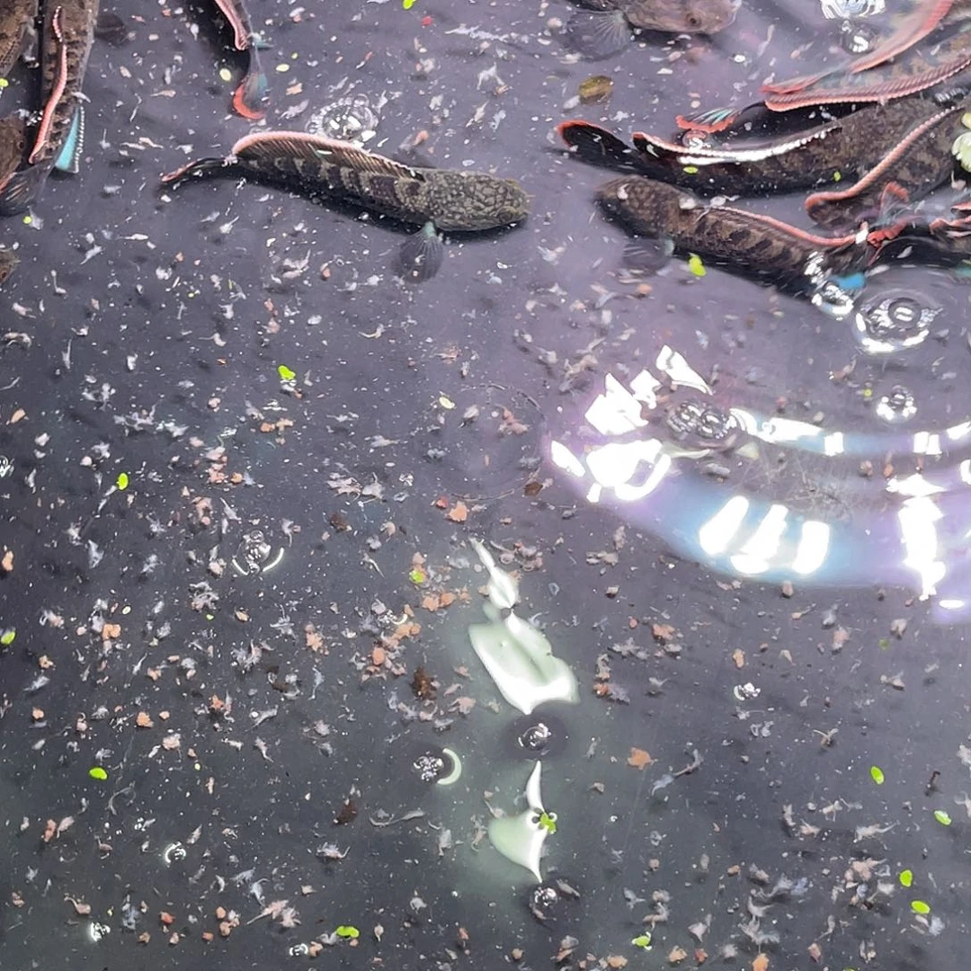 雷龙鱼鬼王1111111精选