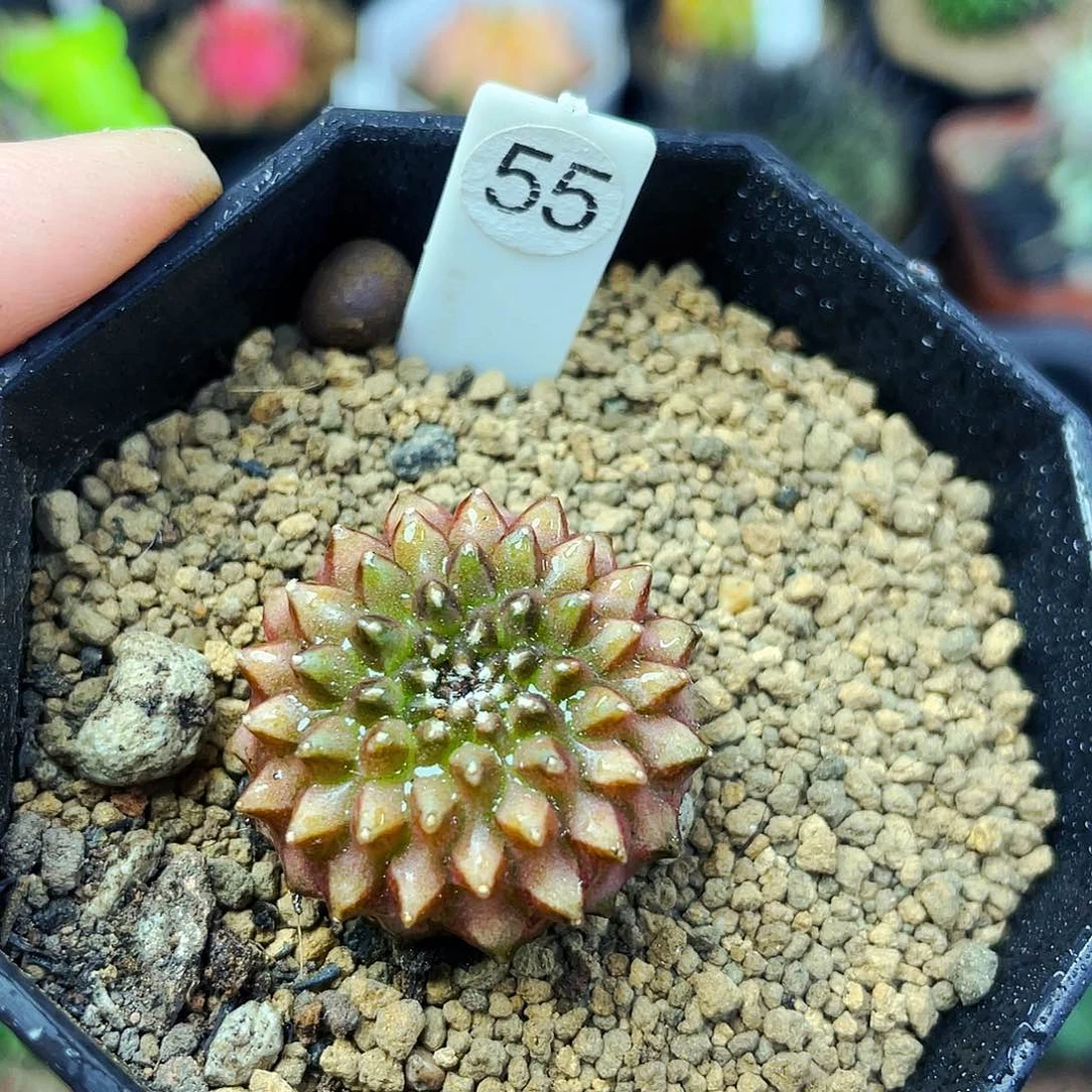 非偏远地区满25包邮仙人球