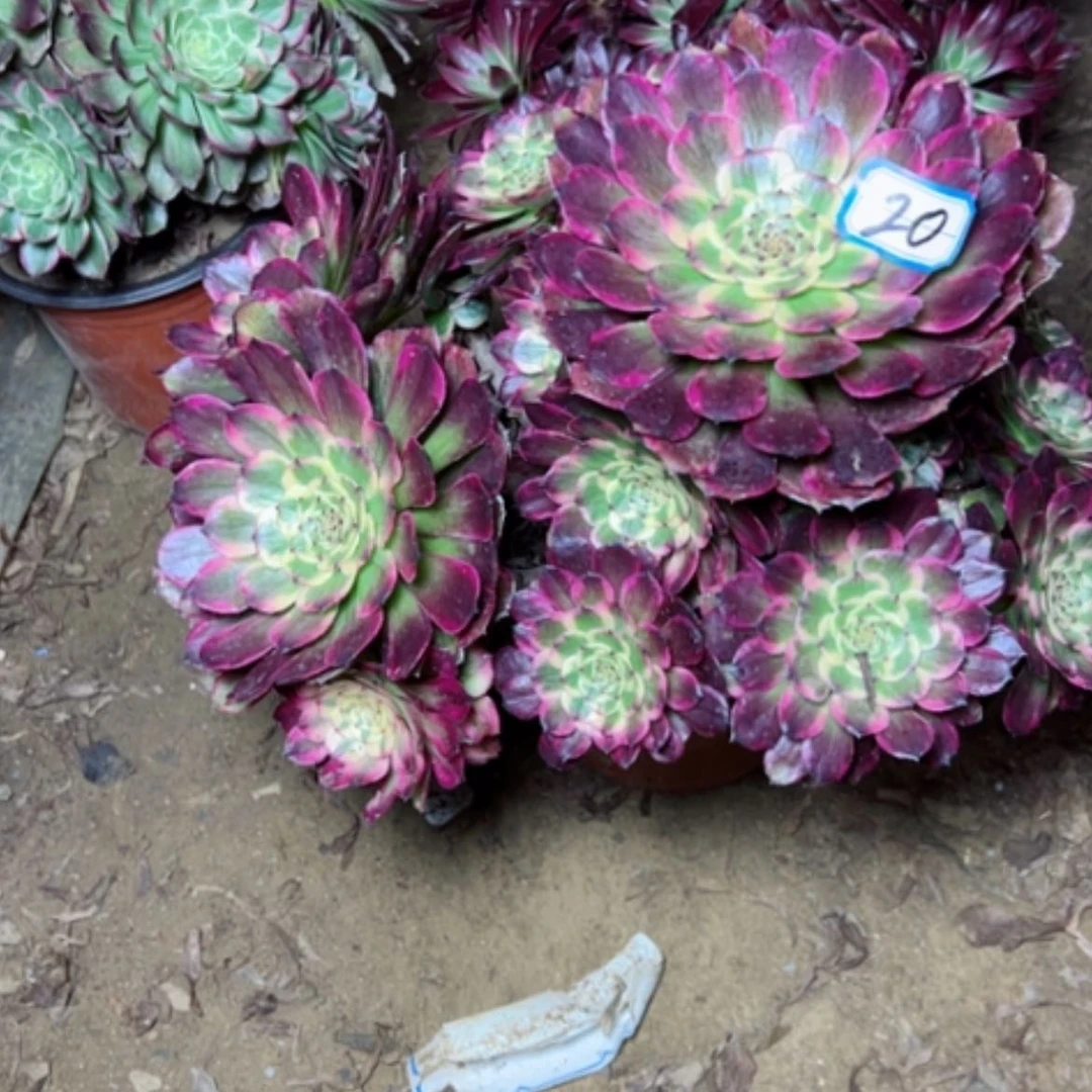 【闪购商品】用****1多肉植物黑金刚20