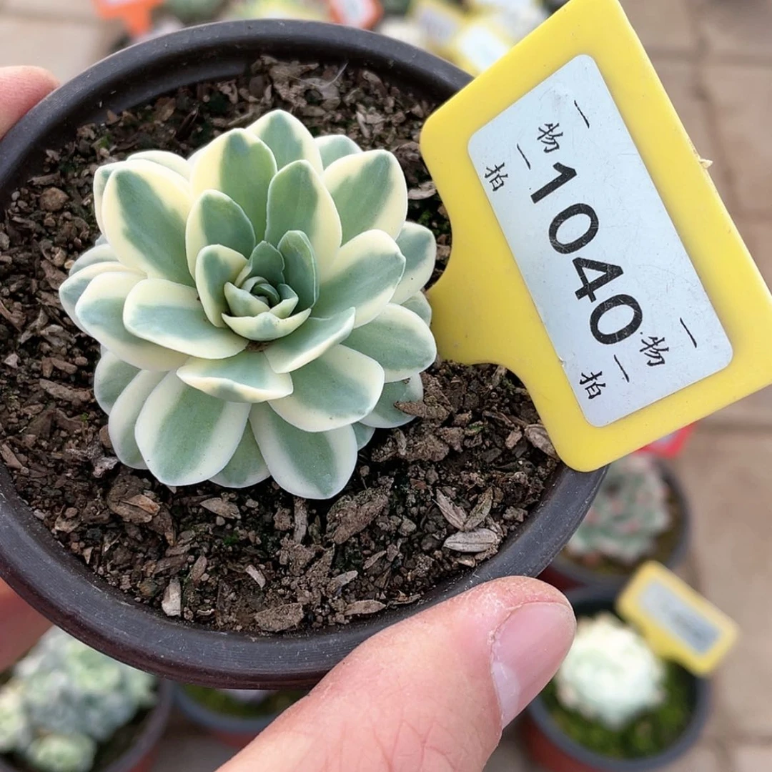 【闪购商品】1040号