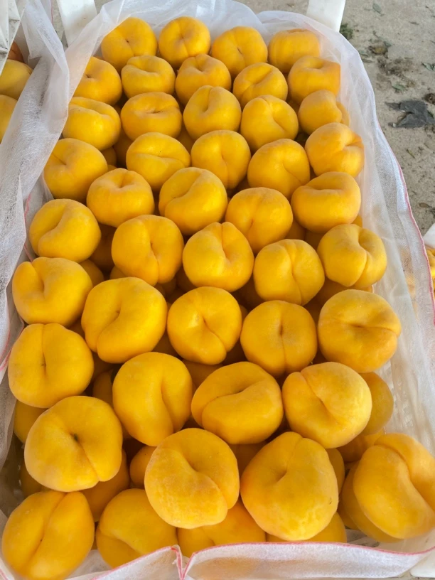 山东蒙阴黄扁桃黄蟠桃毛蟠桃现摘现发甜嫩多汁应季水果