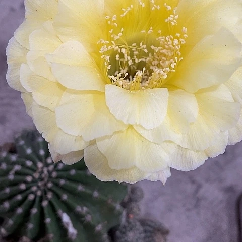 娇媚仙人球，3588999