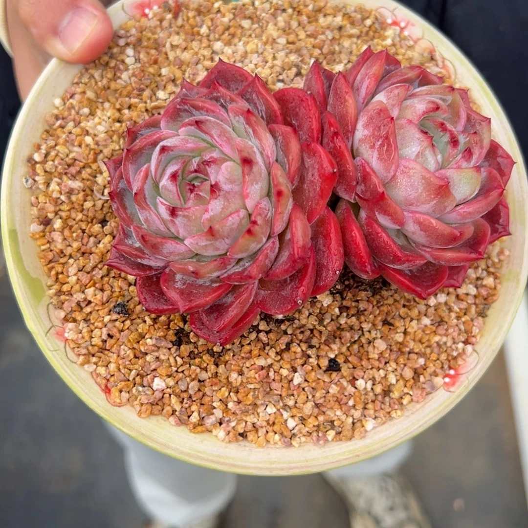 从前慢花园多肉编号1224-39