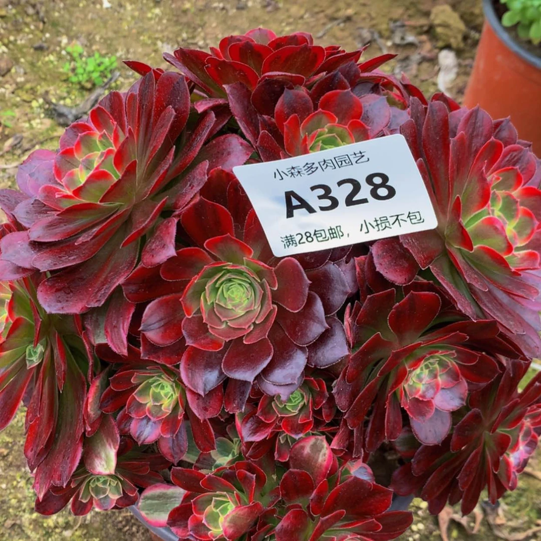 【闪购商品】小**子328安娜多肉