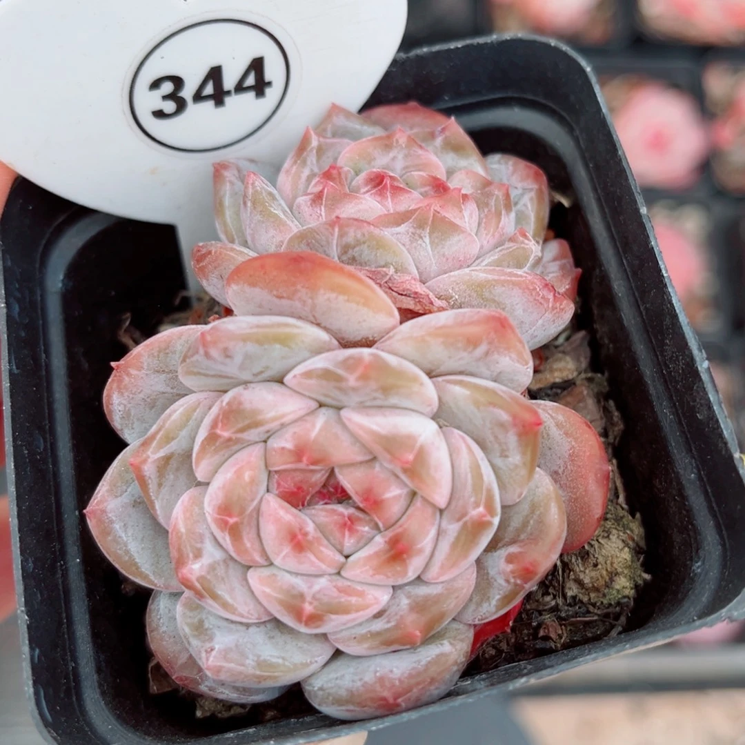 344号小老桩糖钻双头