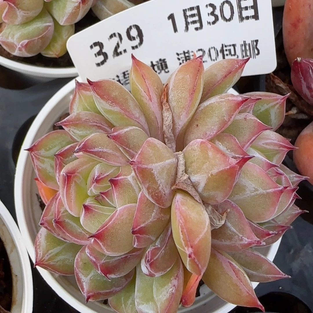 花语逸镜0130-329