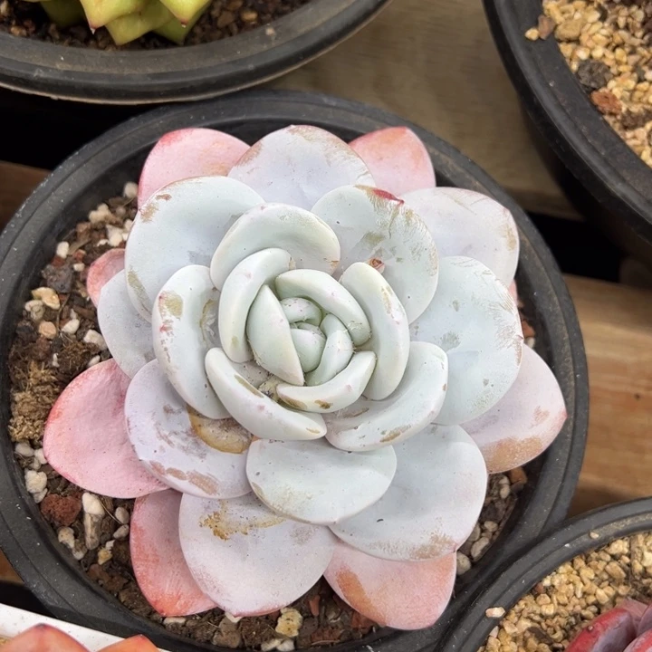 雪莲 老桩 夏鸣园艺