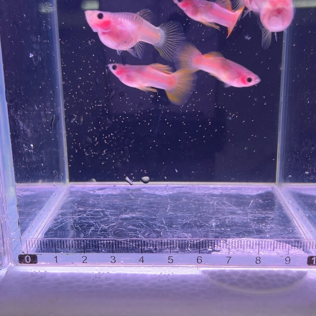 孔雀鱼粉猫种鱼4对