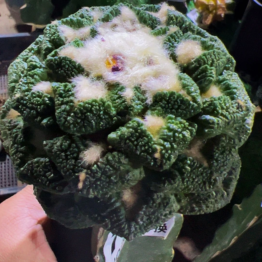 大尤颗粒黑牡丹700