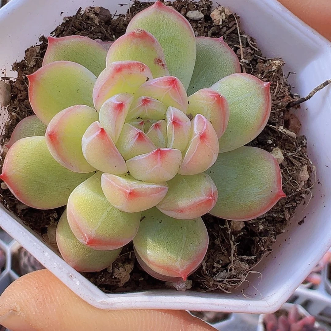 单头雪花珍妮19包邮