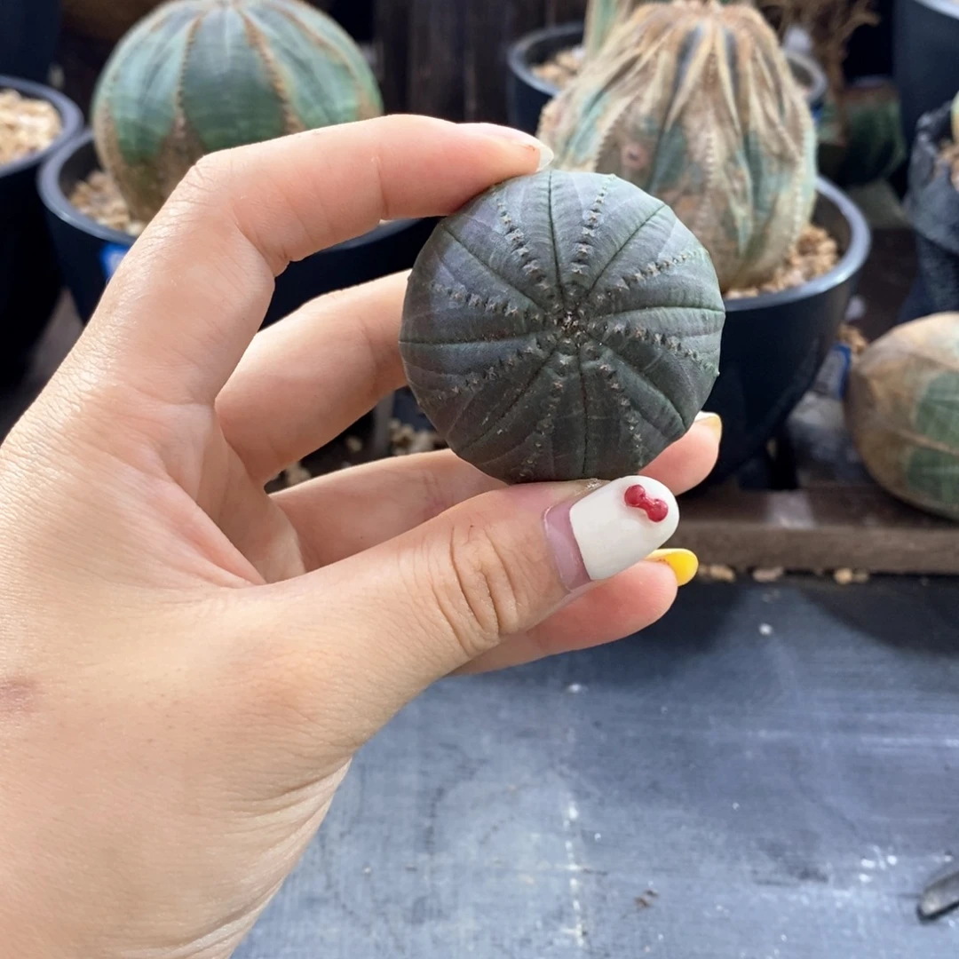 欧系实生布纹球一物一拍