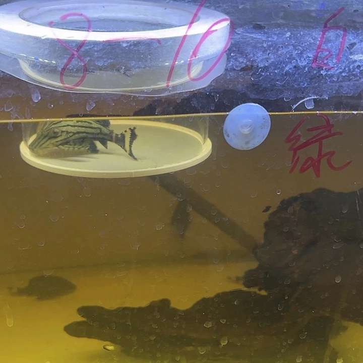 清道夫哥伦比亚绿皮皇冠豹