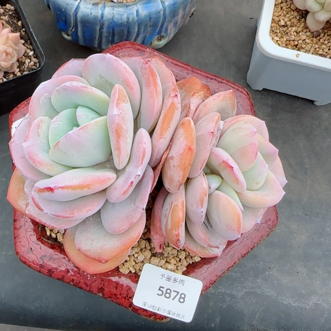 奶茶无砍，5878多肉植物