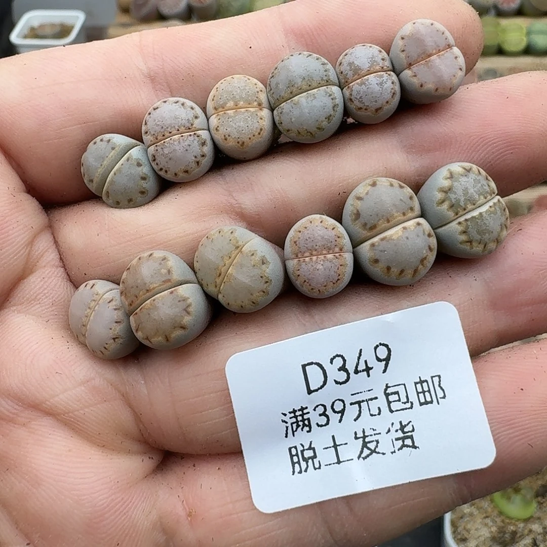 _***安349多肉哈哈哈哈哈哈哈哈