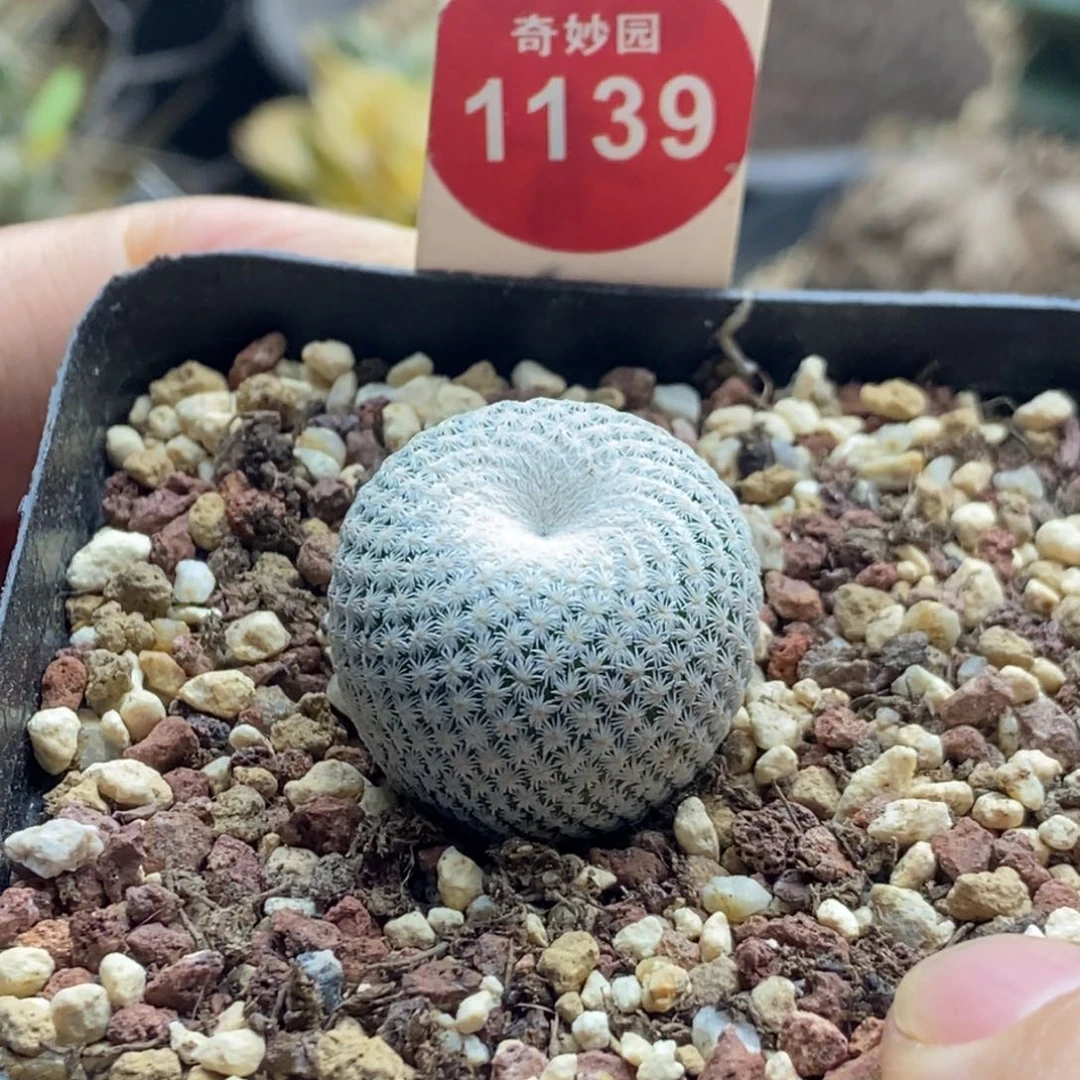 实生特白小人帽2.2cm