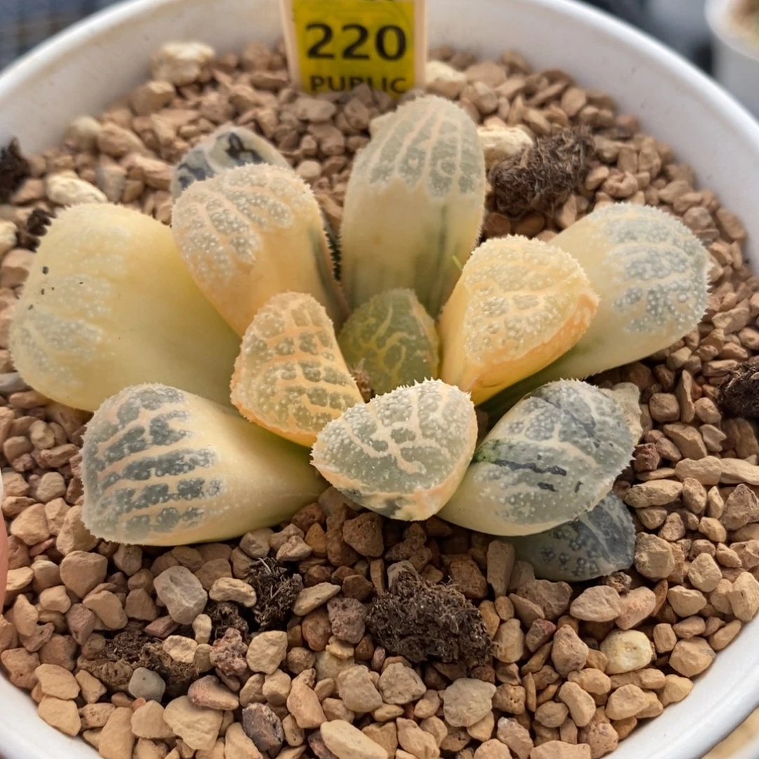 220糊斑摩多寿锦一物一拍