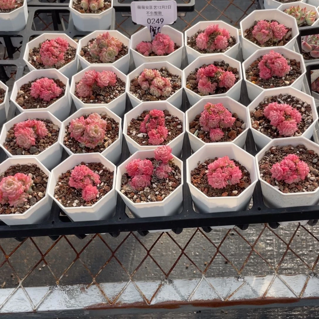 不包整散 盆子不售后0249