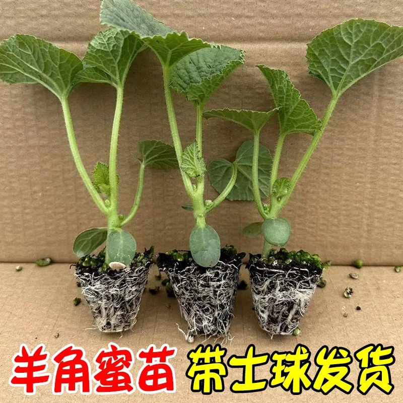 甜瓜苗羊角蜜秧苗南北方种植盆栽地栽绿宝石甜瓜秧苗口口脆水果苗