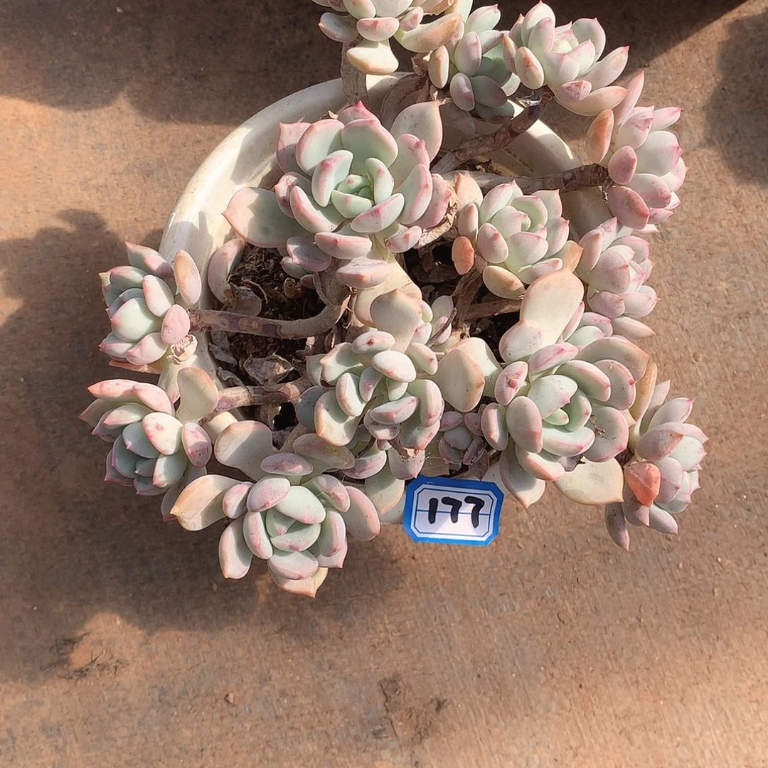 177蜜桃格林 一物一拍多肉