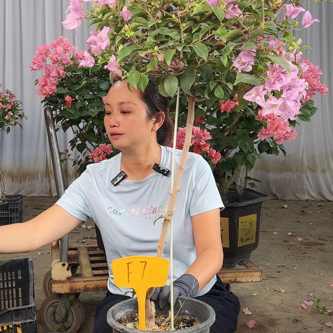 英***完全开放F7巴西紫