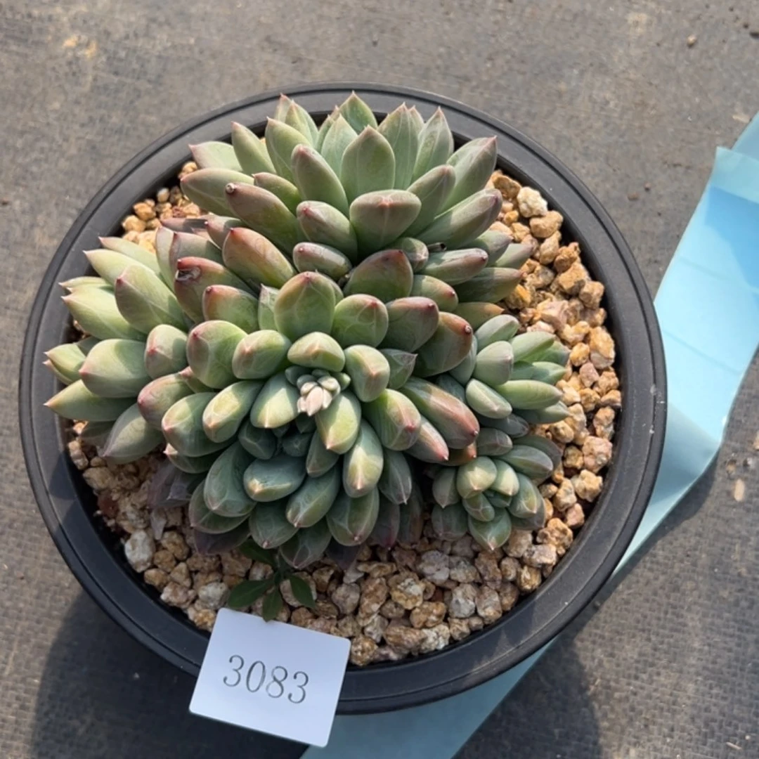 肉*3083多肉多多多多多多