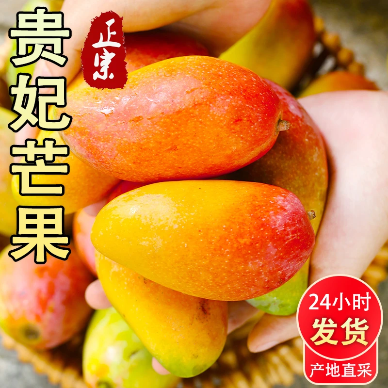 广西贵妃芒果新鲜水果采摘应季水果放熟食用香甜多汁