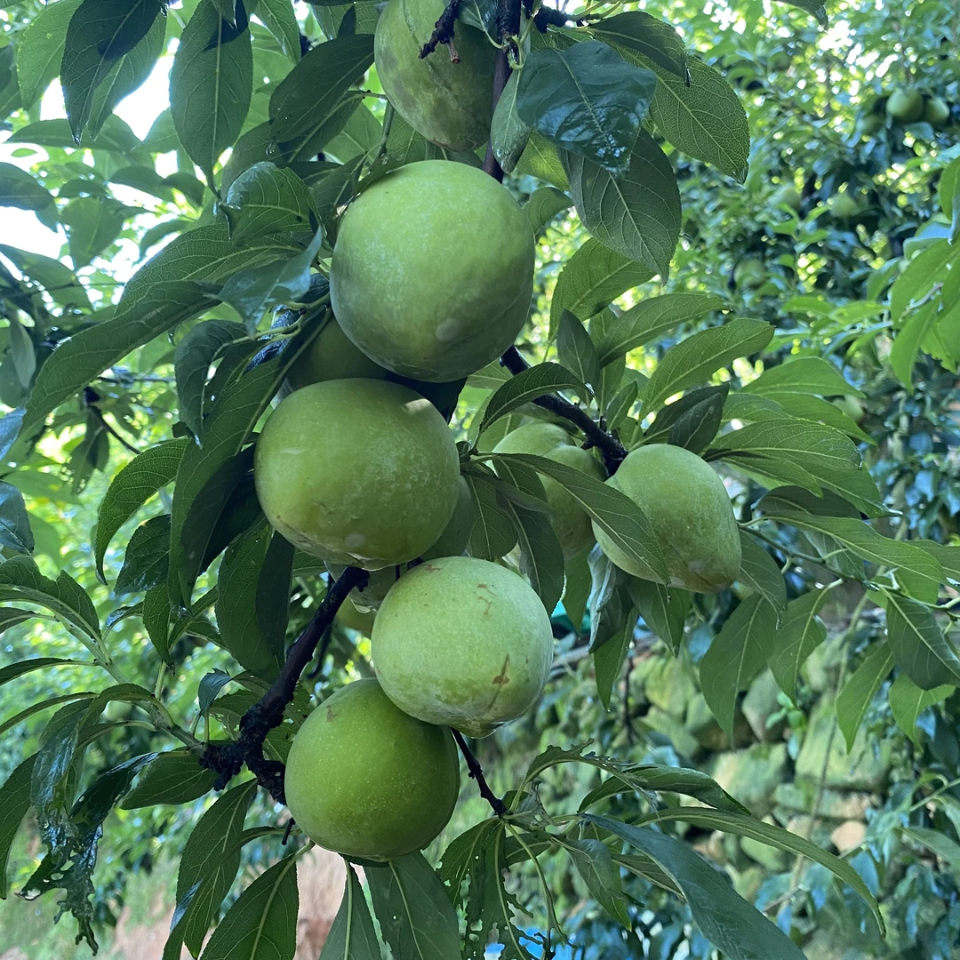 古田油奈树上熟【顺丰速递】