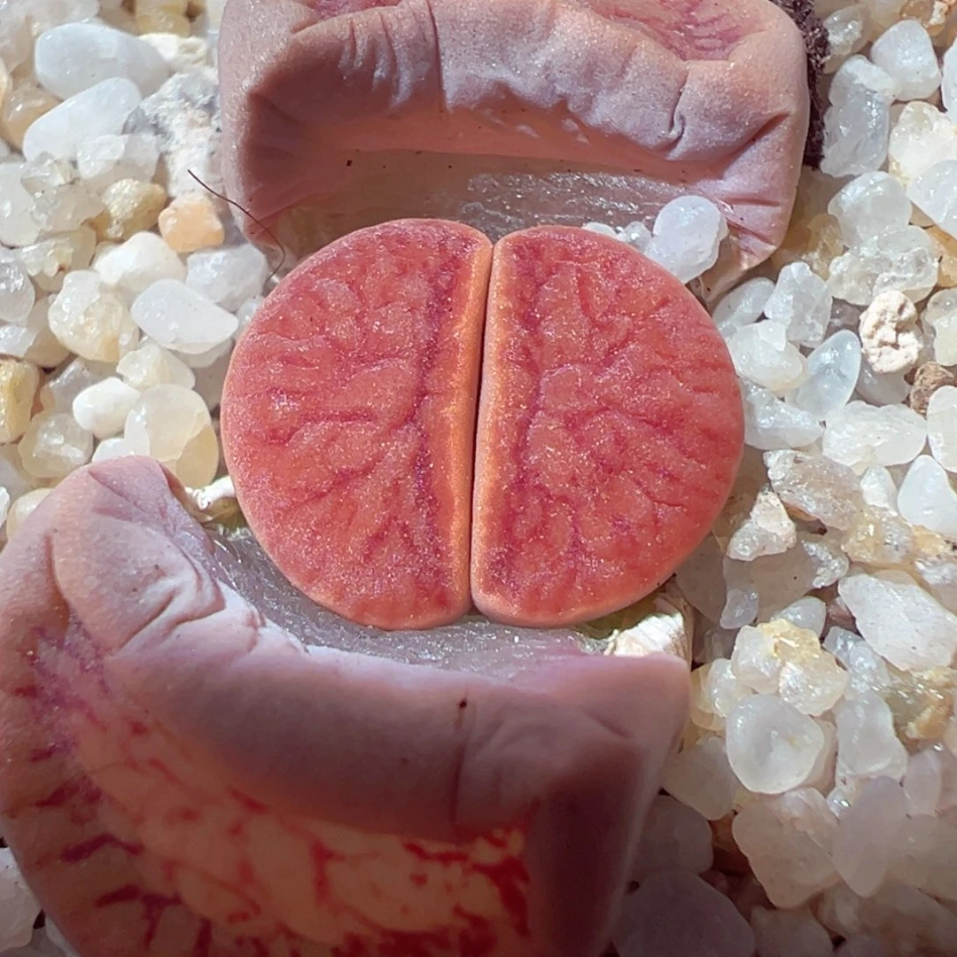 1225-607多肉多日