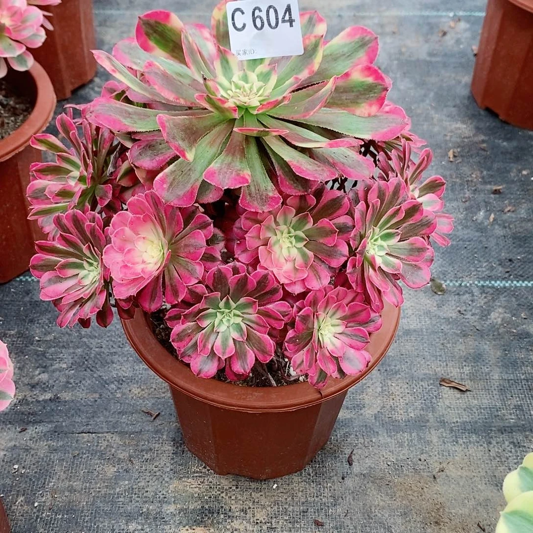 红铜白604多肉11111