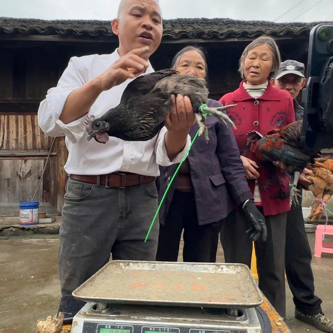 包装中国大陆2601樱桃鸡
