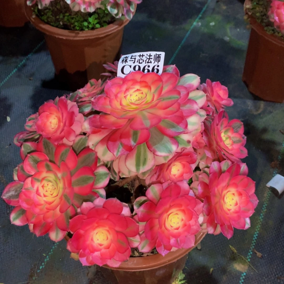 【闪购商品】966倾城