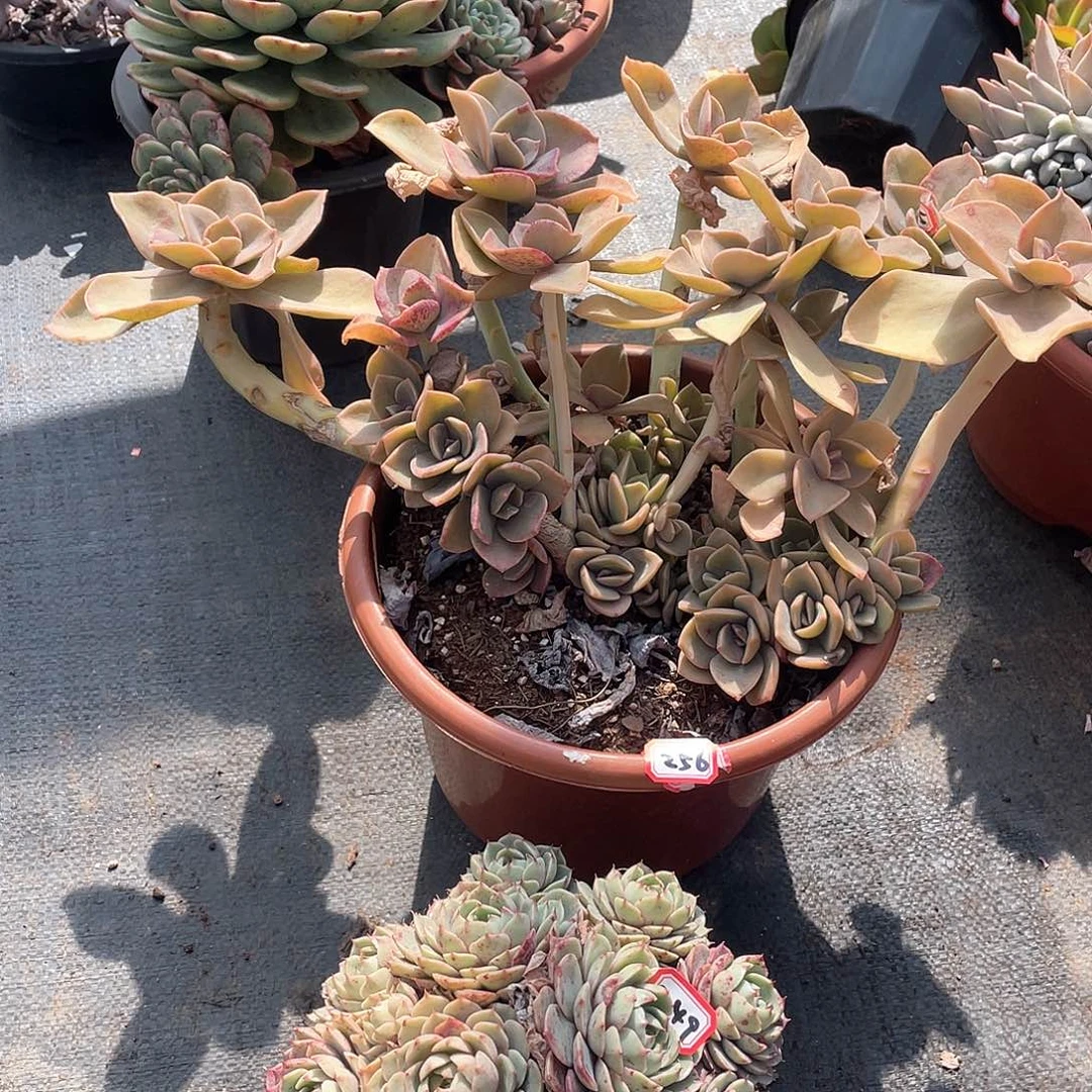 256贺氏 一物一拍多肉