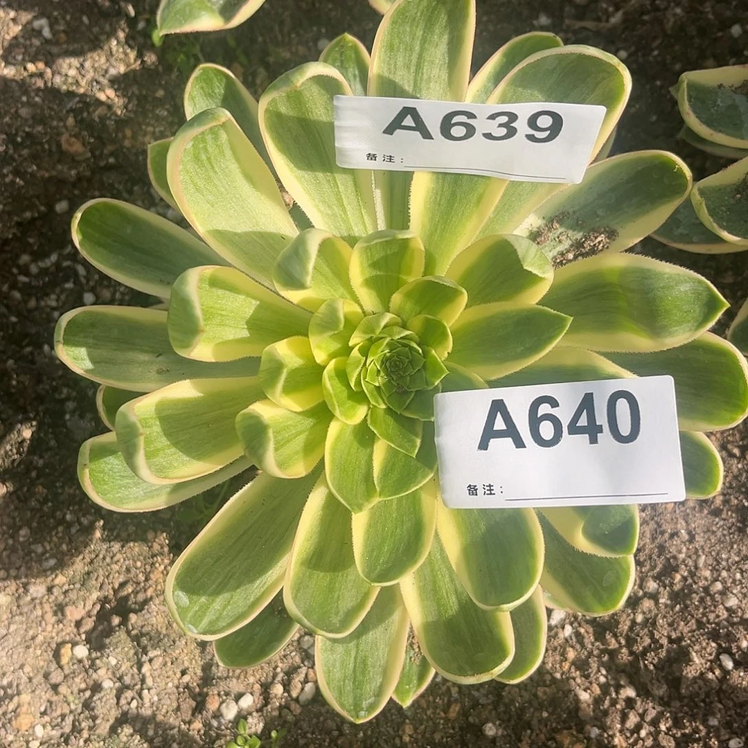 小****来一颗魅影，一颗青莲