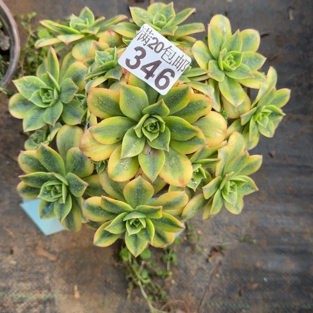 星爆346满20包邮断枝不包