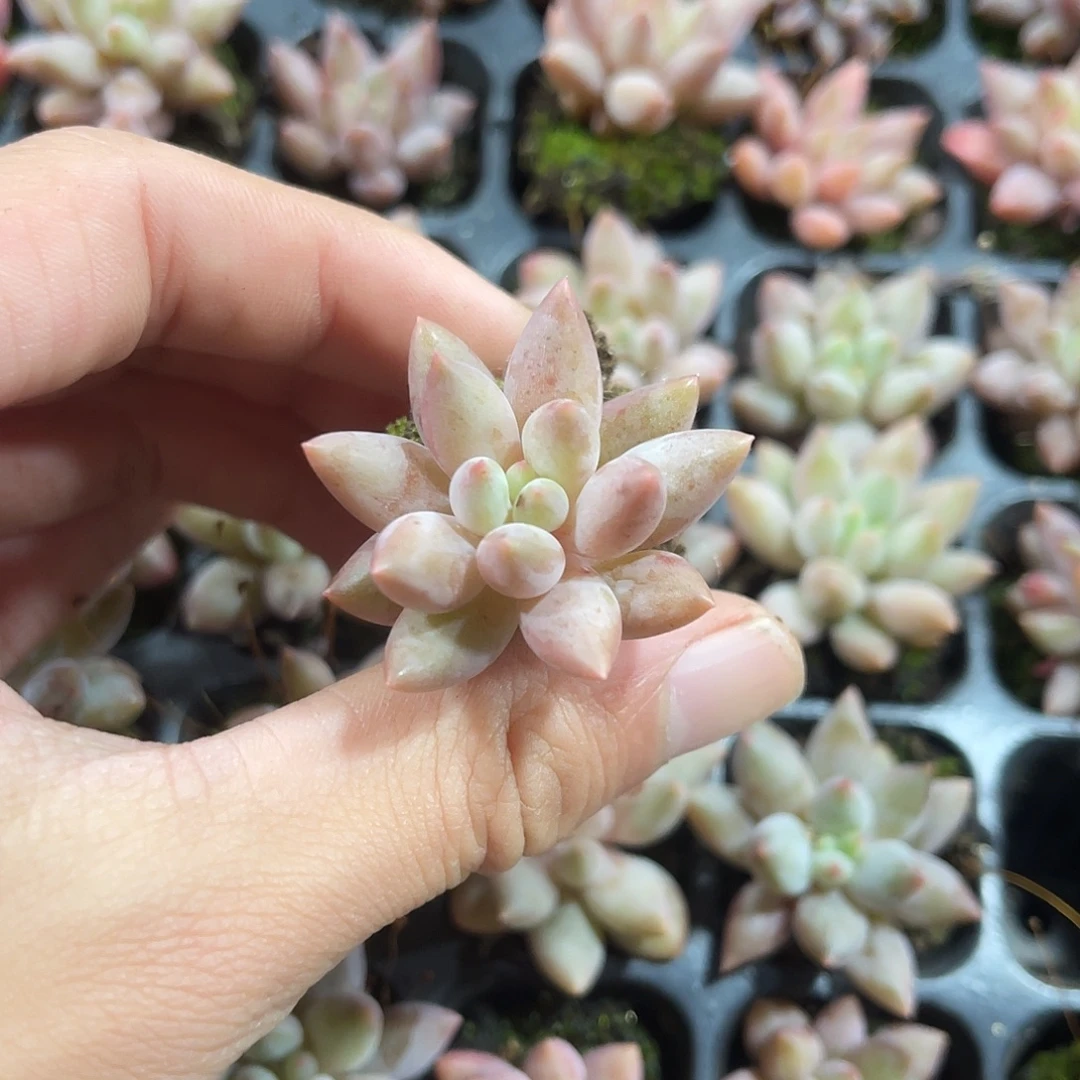 精品金鱼姬多肉植物