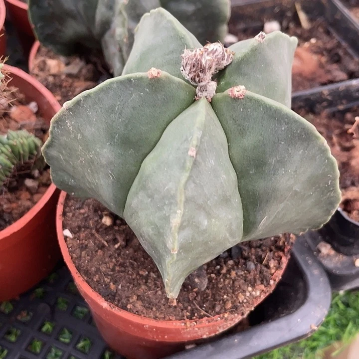 五角鸾凤玉满25包邮