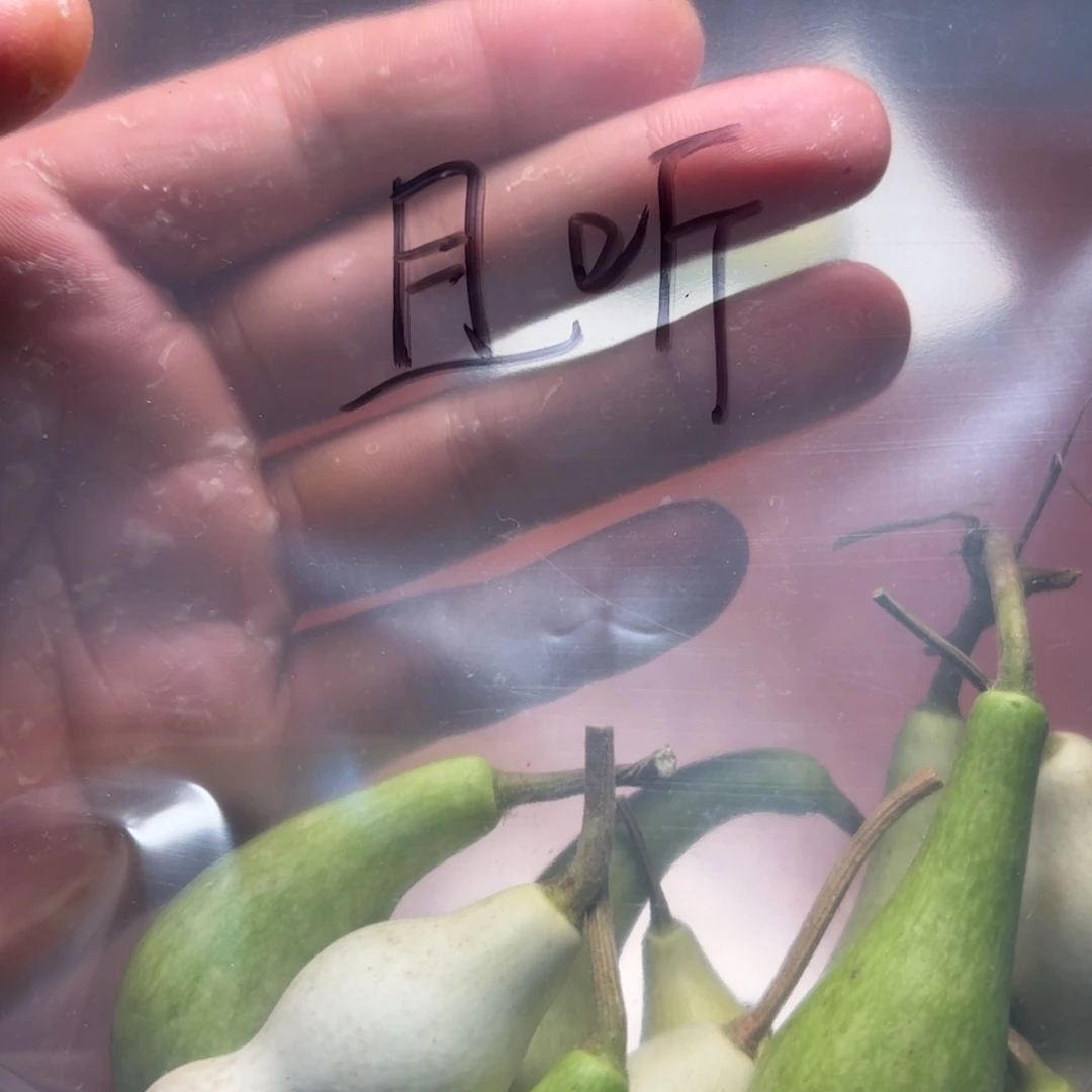 且****中华本地手捻葫芦