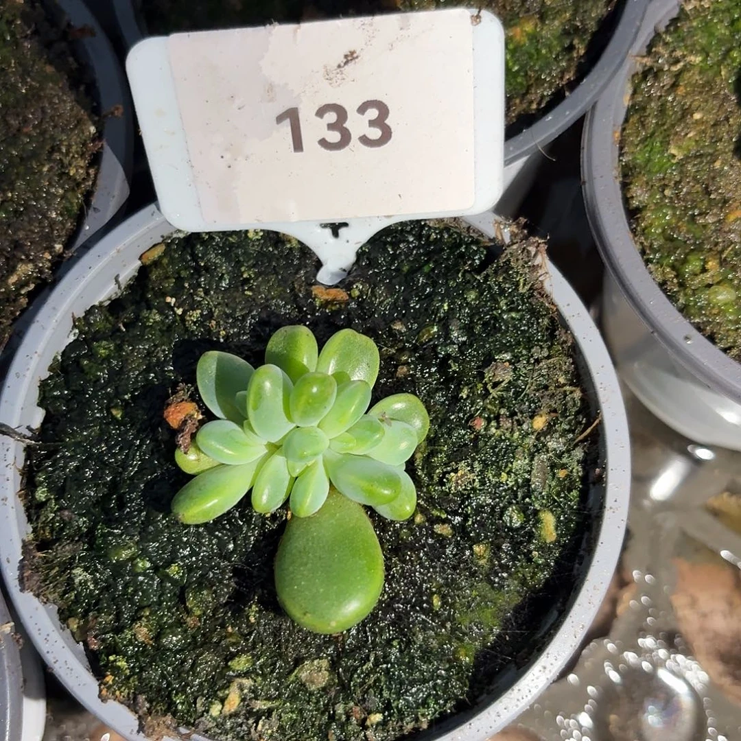 橙色奇迹1234567890091