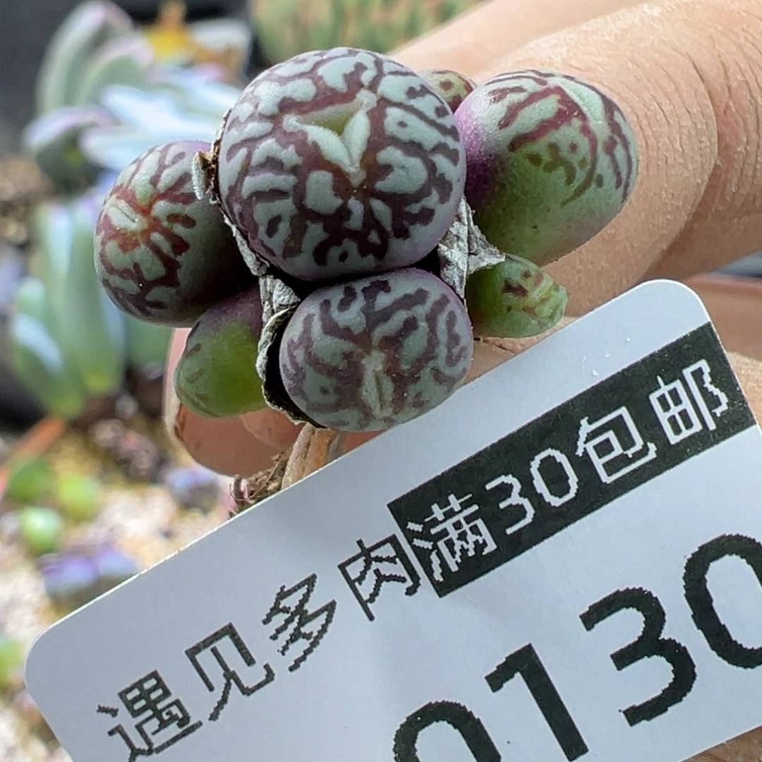 多肉植物1111111111111111